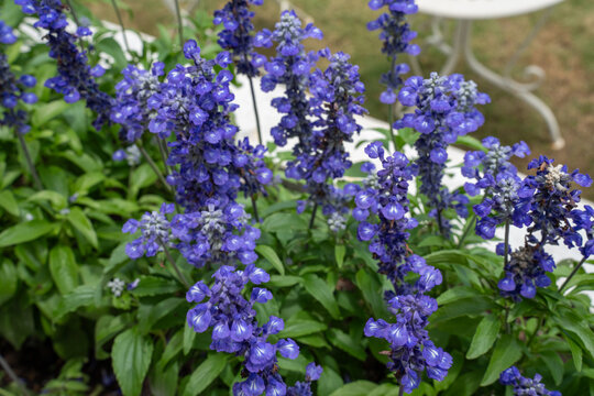 Beautiful vibrant purple salvia flowers blooming in a lush green outdoor garden during springtime, creating a relaxing and peaceful natural botanical background for a holiday getaway.