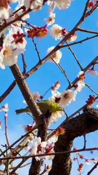 Japanese White-Eye Bird Among Plum Blossoms