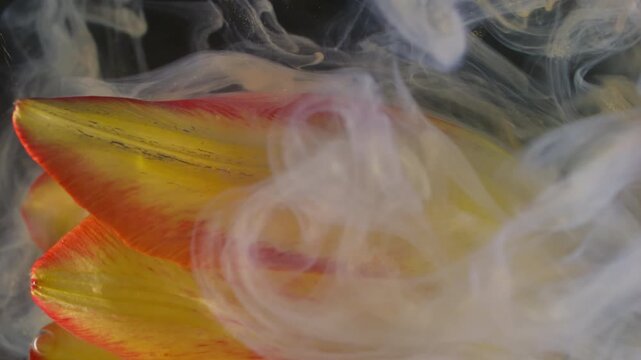 Vertical video. Color flower explosion. Mix paint fluid. Defocused white smoke yellow red plant tulip nature on abstract art background.