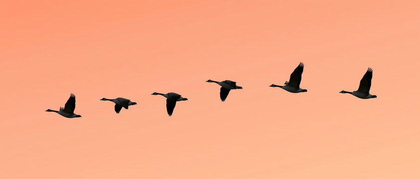 A flock of wild geese flying in a formation across a soft orange sunset sky during the migration season in the evening