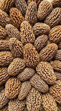 Photorealistic extreme macro texture completely filling the frame with tightly packed yellow morel mushrooms, displaying intricate honeycomb ridges and sponge-like conical caps for gourmet culinary ba
