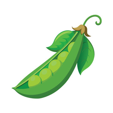 Fresh green pea pod with leaves vector illustration isolated on white background