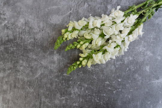 White snapdragon blooms curve gracefully across textured gray surface. Minimalist composition emphasizes natural elegance and calm