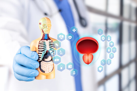 Doctor examining the prostate gland to diagnose urological infections and prostate enlargement. Concept of prostate cancer prevention, medical research, and technology.