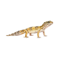 Fototapeta premium Watercolor illustration of a leopard gecko standing on all four legs