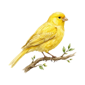 Watercolor Canary Bird Perched on a Branch Illustration