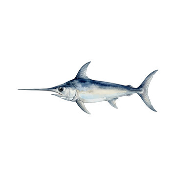 Watercolor illustration of a Pacific halibut fish, side view on white background