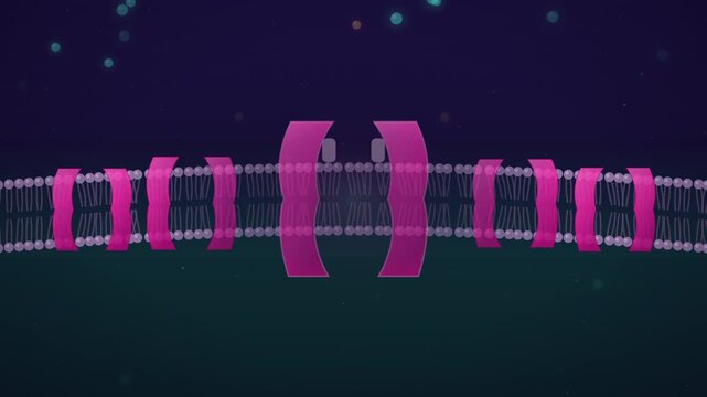 Magenta channel opening as turquoise ions cross membrane seamless loop