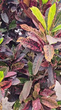 Close-up video of a vibrant ornamental croton plant with colorful green, yellow, orange, red, and burgundy leaves. The dense tropical foliage creates a vivid natural texture and colorful botanical bac