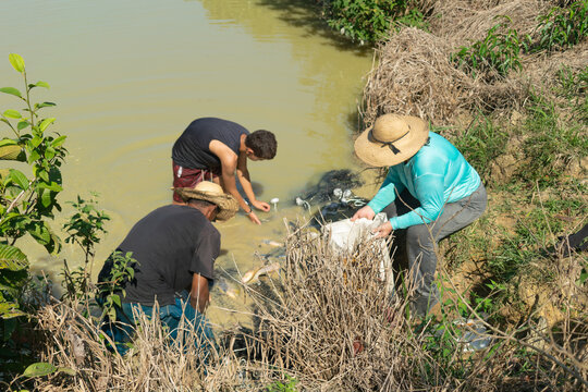 APUI, AMAZONAS, BRAZIL - AUGUST 2, 2026: Local fish farmers collecting fish from an artificial pond using drag nets during harvest in Apui.