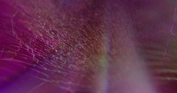 Neon shiny background. Color glow. Purple pink blue radiant flash optical film texture bright rainbow kaleidoscope on art light abstraction.