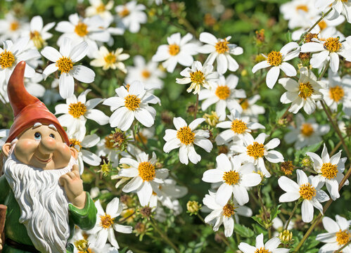 Bl&uuml;hender Zweizahn, Bidens, wei&szlig;e Bl&uuml;ten
