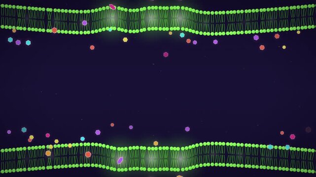 Neon glucose molecules passing through lipid membrane seamless loop