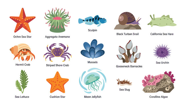 Educational Flat Vector Illustration of Marine Invertebrates, Fish, and Algae for Ocean Life Niche