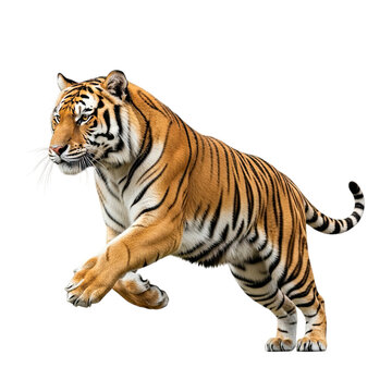 Powerful Bengal tiger jumping in mid-air isolated on white background