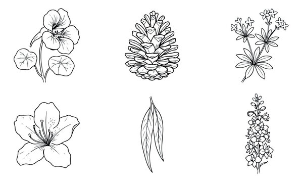 Vintage botanical line art collection, 6 hand drawn floral vector icons, black and white wildflower sketches, pine cone and leaf illustrations
