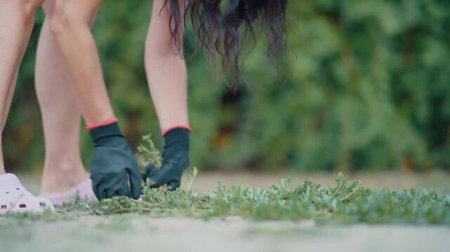 A nostalgic horizontal close-up shot of a gardener wearing protective gloves carefully pulling weeds from the paved walkway ground, filmed with a prime lens creating heavy background bokeh.