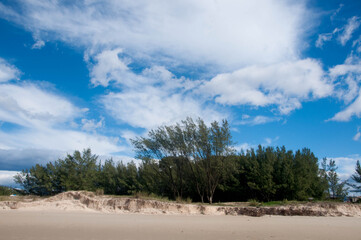 Pine tree on a sand dune with blue sky and clouds  © Miriana