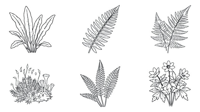 Vintage botanical fern illustrations, hand drawn forest plant line art, set of 6 black and white floral vector elements for wedding stationery