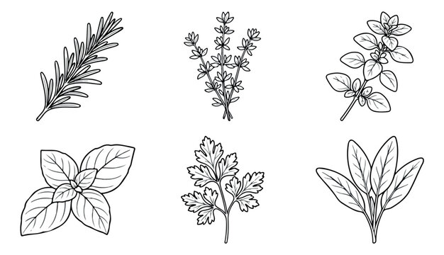 Vintage hand drawn culinary herbs, 6 botanical line art vector icons, organic rosemary and basil sketches for kitchen branding