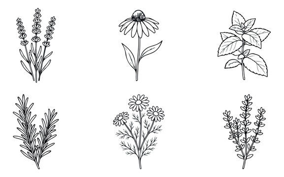 Vintage botanical herb sketches, hand drawn floral vector set of 6 plants, medicinal lavender and chamomile line art icons