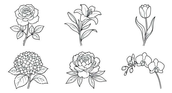 Minimalist floral line art collection, 6 botanical flower sketches, black and white rose lily tulip peony hydrangea orchid vector set