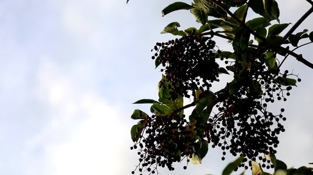 The camera shoots from a low angle looking up at heavy clusters of ripe black elderberries hanging on bush branches against a light cloudy sky. A gentle breeze sways the shoots with juicy berries, hig