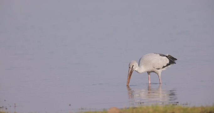 Asian Open Billed Stork shaking shell and gulping snail; detailed dawn wetland ingestion