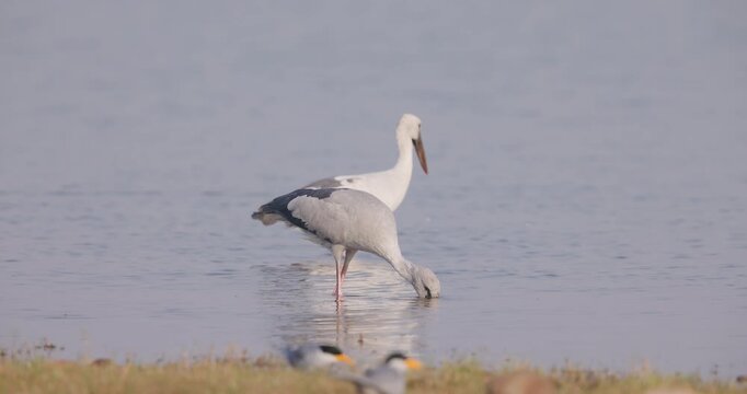 Openbill Stork extracting snail from shell; slow motion macro marsh feeding loop morning