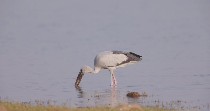 Dynamic, Asian Openbill extracting apple snail in water; detailed slow motion foraging B-roll morning