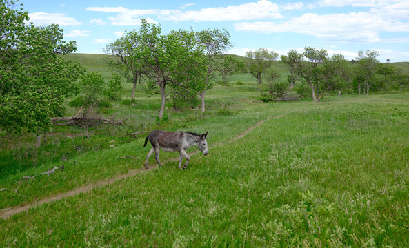 The wild Begging Burros, or wild Burros in Custer State Park located in South Dakota