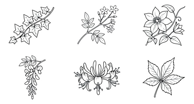 Vintage botanical line art collection, 6 hand drawn floral vector illustrations, black and white garden plant sketches for wedding stationery