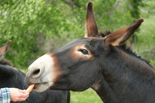 The wild Begging Burros, or wild Burros in Custer State Park located in South Dakota being fed a carrot