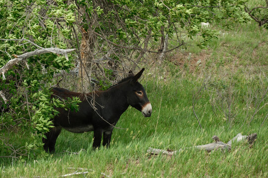 The wild Begging Burros, or wild Burros in Custer State Park located in South Dakota