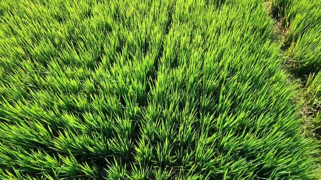 Aerial drone footage flying forward close over a lush green rice paddy field. The camera captures the beautiful vibrant texture of healthy agricultural crops growing under the bright sunlight.