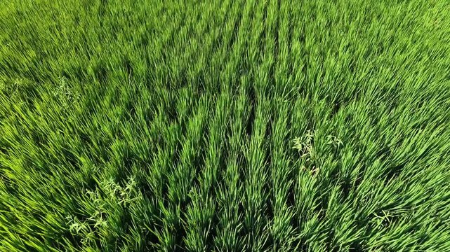 Aerial drone footage flying forward close over a lush green rice paddy field. The camera captures the beautiful vibrant texture of healthy agricultural crops growing under the bright sunlight.