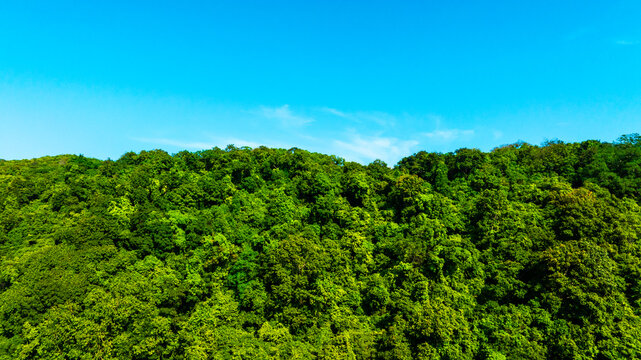 Aerial  view of a lush green tropical forest under a bright clear blue sky, showcasing a serene, vibrant, and natural wilderness landscape.concept ecosystem