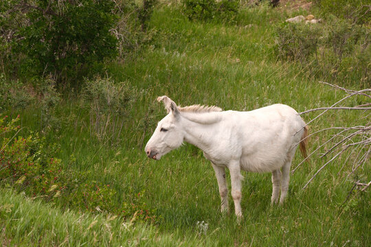 The wild Begging Burros, or wild Burros in Custer State Park located in South Dakota