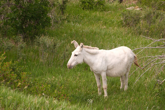The wild Begging Burros, or wild Burros in Custer State Park located in South Dakota