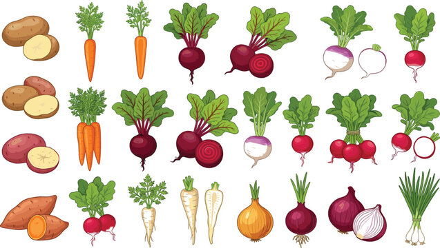 Fresh farm root vegetables vector illustration set with potatoes, carrots, beets, onions, and radishes for healthy cooking recipes and grocery store packaging.
