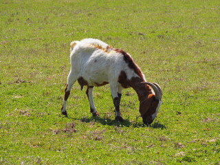 A goat eating grass in a field on a farm © Kasanje Travel's 