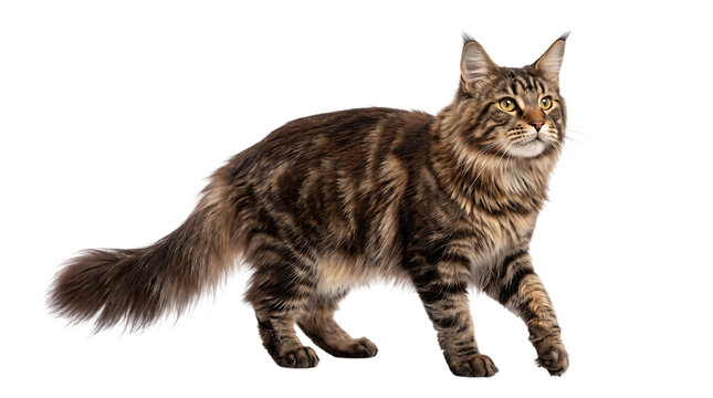 Brown tabby maine coon cat walking on transparent isolated on png transparent background