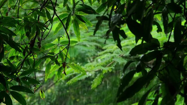 Rain drops fall on the green leaves in the mixed forest. green deciduous tree The rich natural ecosystem of the rainforest concept is all about conservation and natural reforestation.	