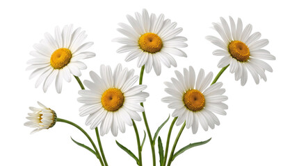 Obraz premium Five white daisy flowers with yellow centers and isolated on png transparent background