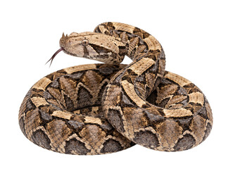 Obraz premium Viper snake coiled with forked tongue flicking on isolated on png transparent background