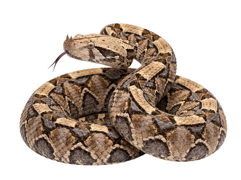 Viper snake coiled with forked tongue flicking on isolated on png transparent background