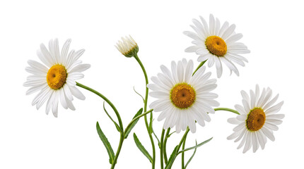 Obraz premium White daisy flowers with yellow centers and green isolated on png transparent background