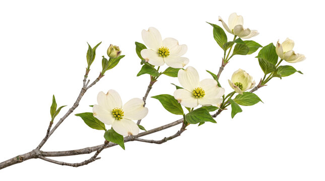 White dogwood blossoms and branches on transparent isolated on png transparent background