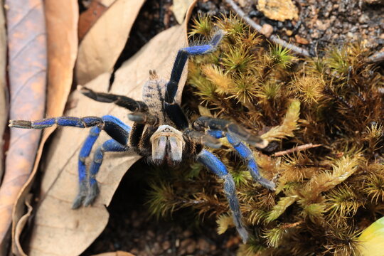 cobalt blue tarantula (Cyriopagopus lividus) , iridescent blue legs and light gray prosoma and opisthosoma, the latter of which may contain darker gray chevrons THAILAND
