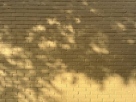 Tree shadow on yellow brick wall with soft golden sunlight. Warm mustard yellow brick wall background with tree silhouettes.